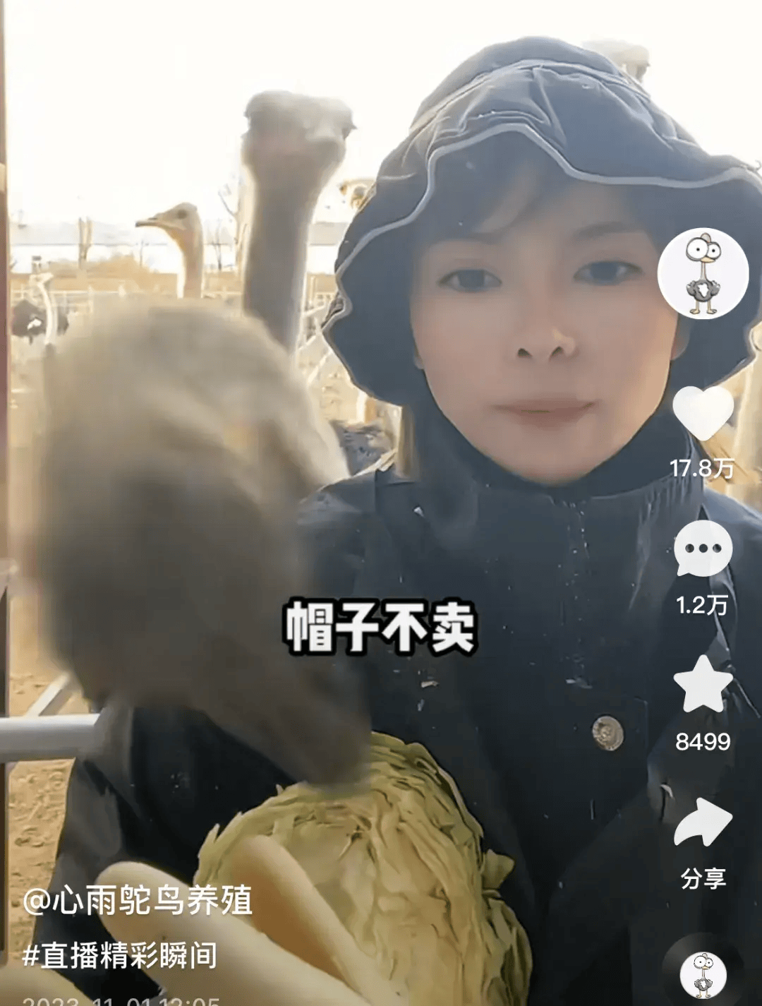 东北美女直播卖鸵鸟,年销400万,中学生也成了铁粉_王雪_养殖_问题