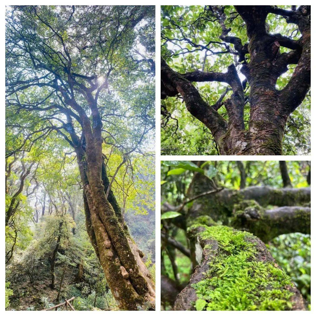 捡漏!云南古树普洱高货源头直发,一斤也是批发价!_古树生_山头_茶叶