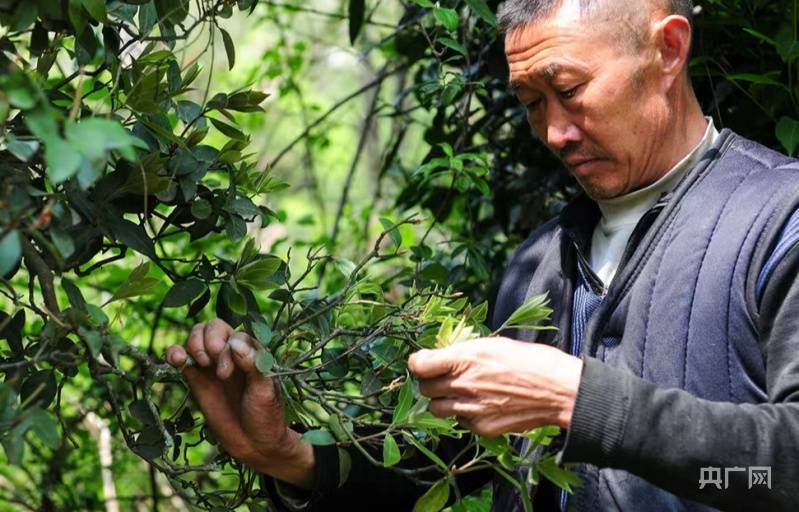 巫溪县大力开展老鹰茶保健功能药用等系列茶产品