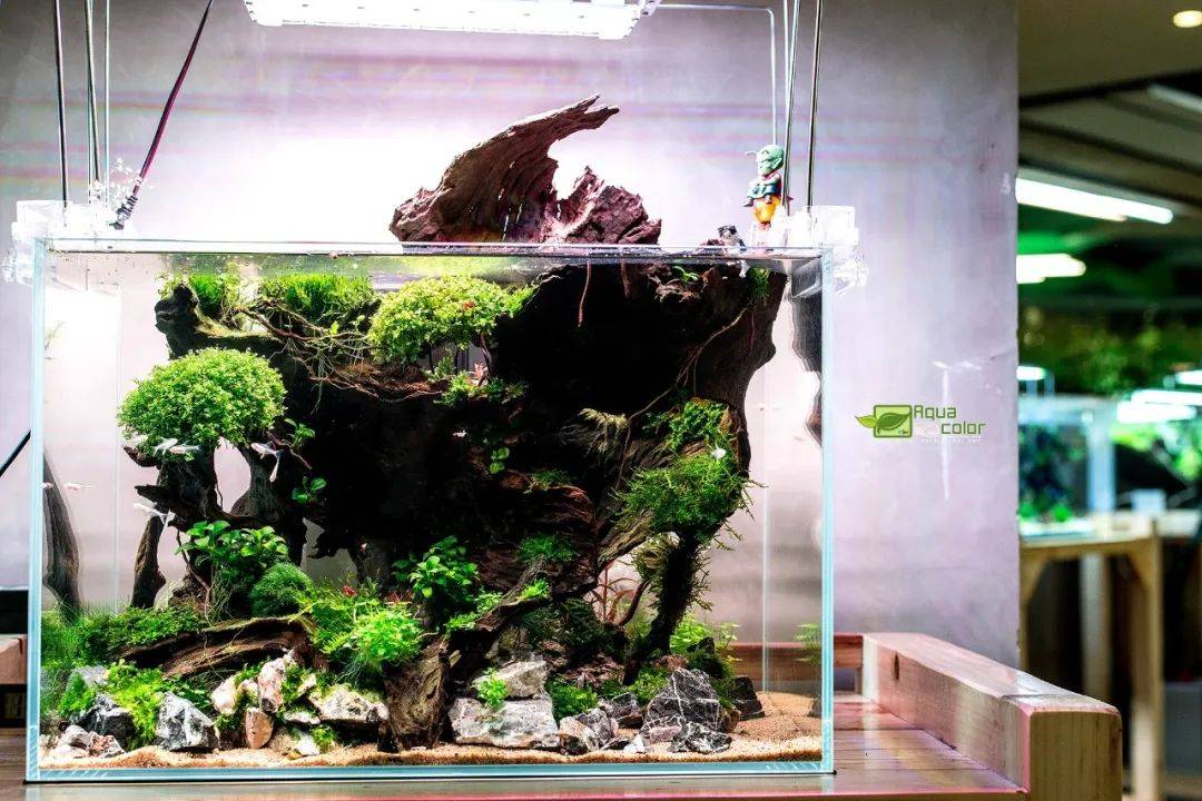 泰国举办水族造景艺术集市