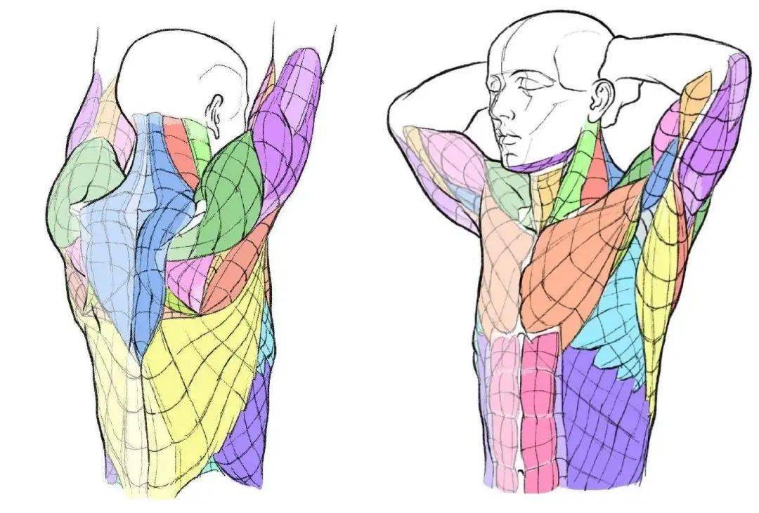 【绘画素材】超实用的动态解剖学原理 676767 gif_肌肉_肘关节