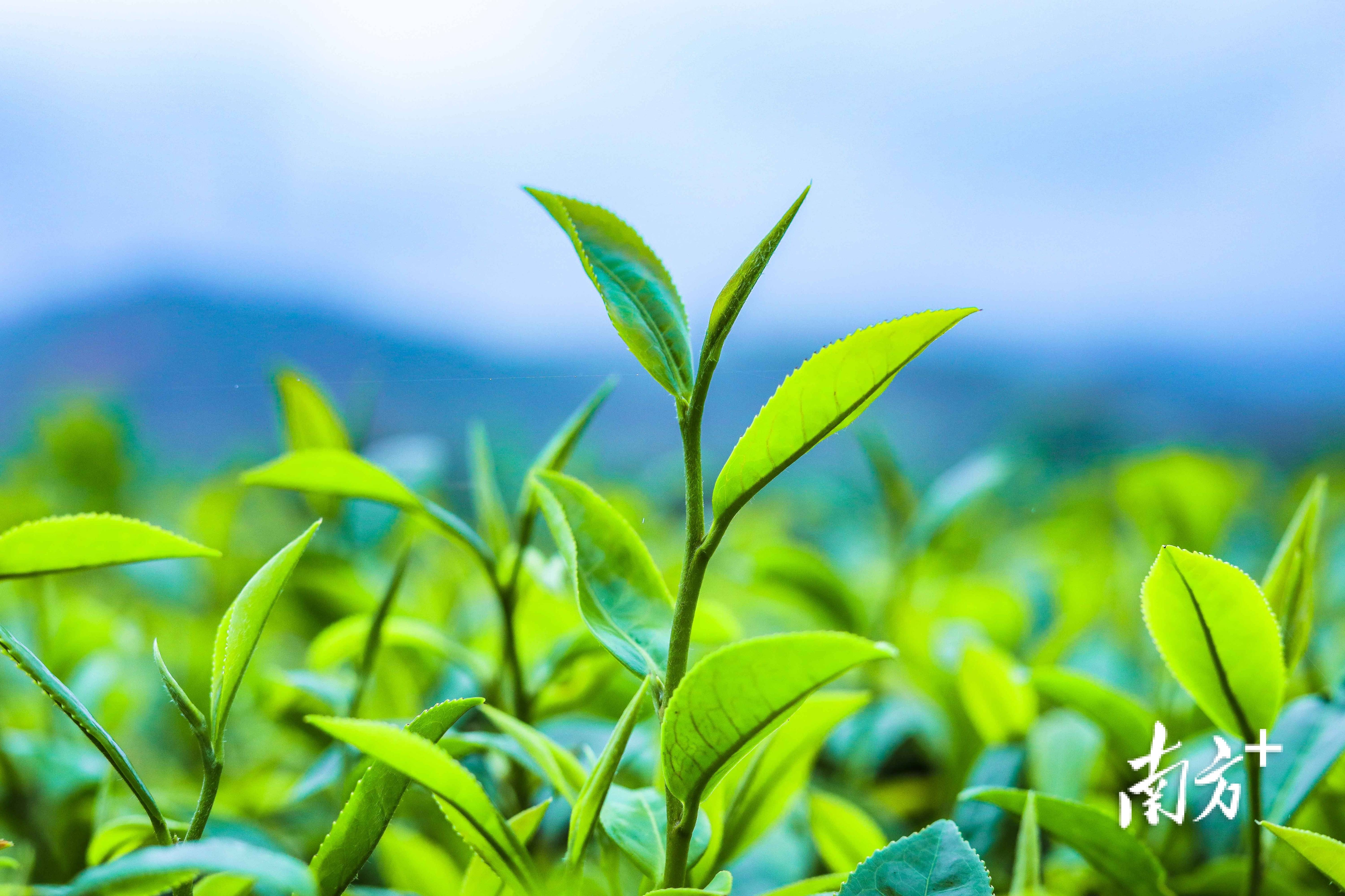 河源紫金县:电力护航"紫金蝉茶"更香_庄田村_茶叶_加工