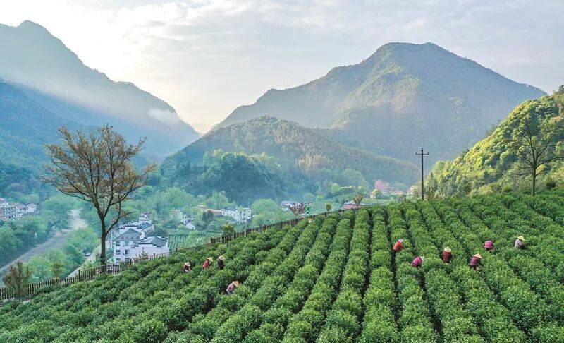 安徽省春茶地理标志保护专项行动暨第十二届泾县兰香汀溪采摘节启动