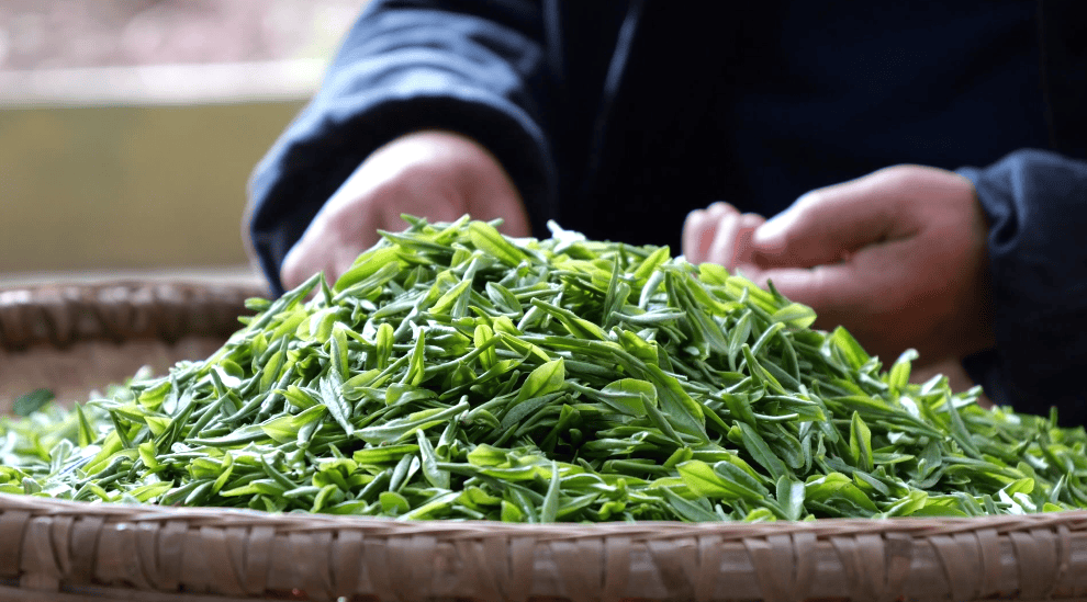 石门:18万亩茶树迎来采摘黄金期_白云山_生产_茶叶