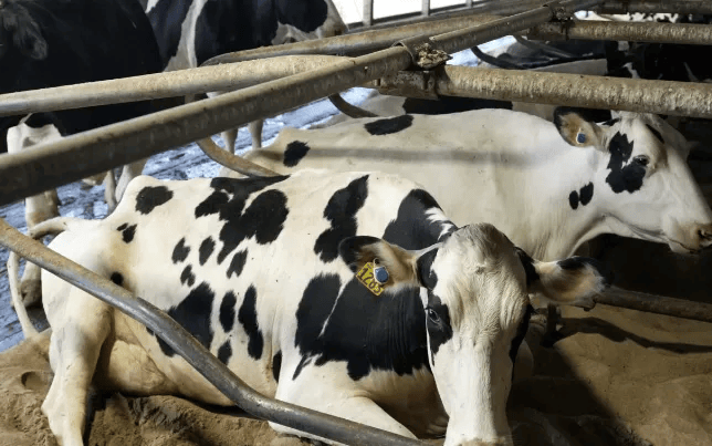 关注禽流感比新冠严重100倍美国6州现病毒感染