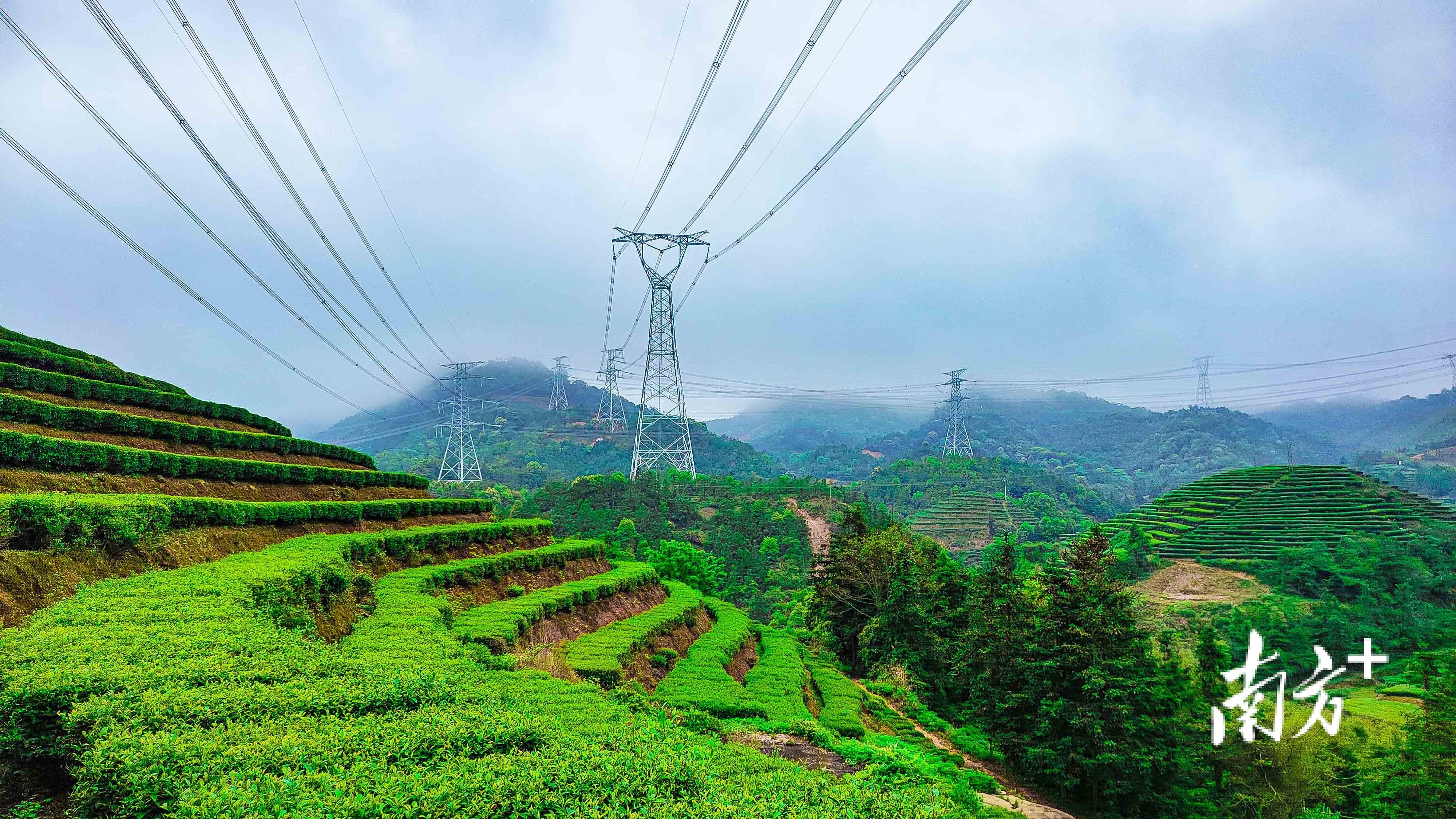 河源紫金县电力护航紫金蝉茶更香