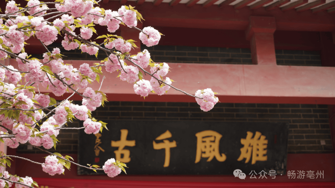 亳州古城春意浓 | 春游江淮 亳州等您_华祖庵_美景_微风