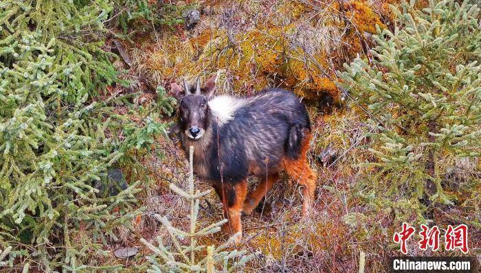 长江源上游主要水源地生物多样性水平显著提高_班玛县_鬣羚_中华