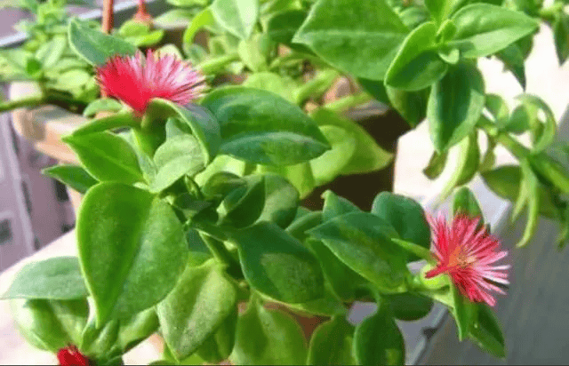 水果_花苞_吊兰