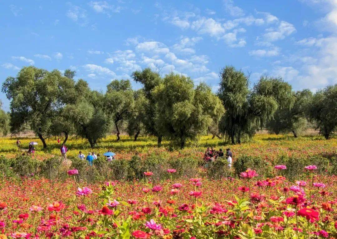 2024辽阳无处不飞花准备好了吗辽阳赏花地图67上线啦