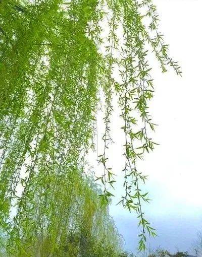 赏析诗词一不小心误入仙境养了眼也醉了心