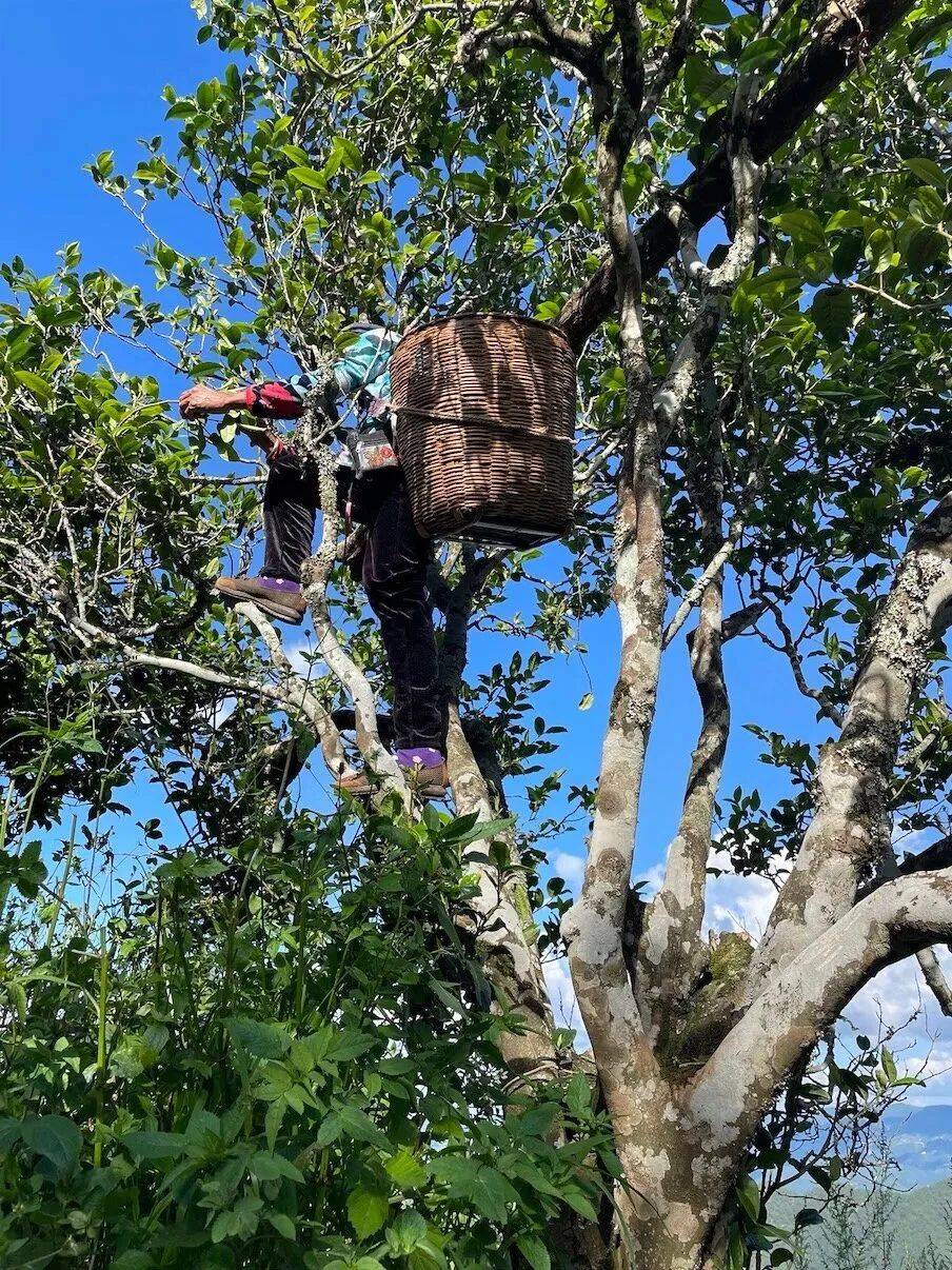 别再乱买茶叶了,古树普洱茶高货源头直供都是一手价!