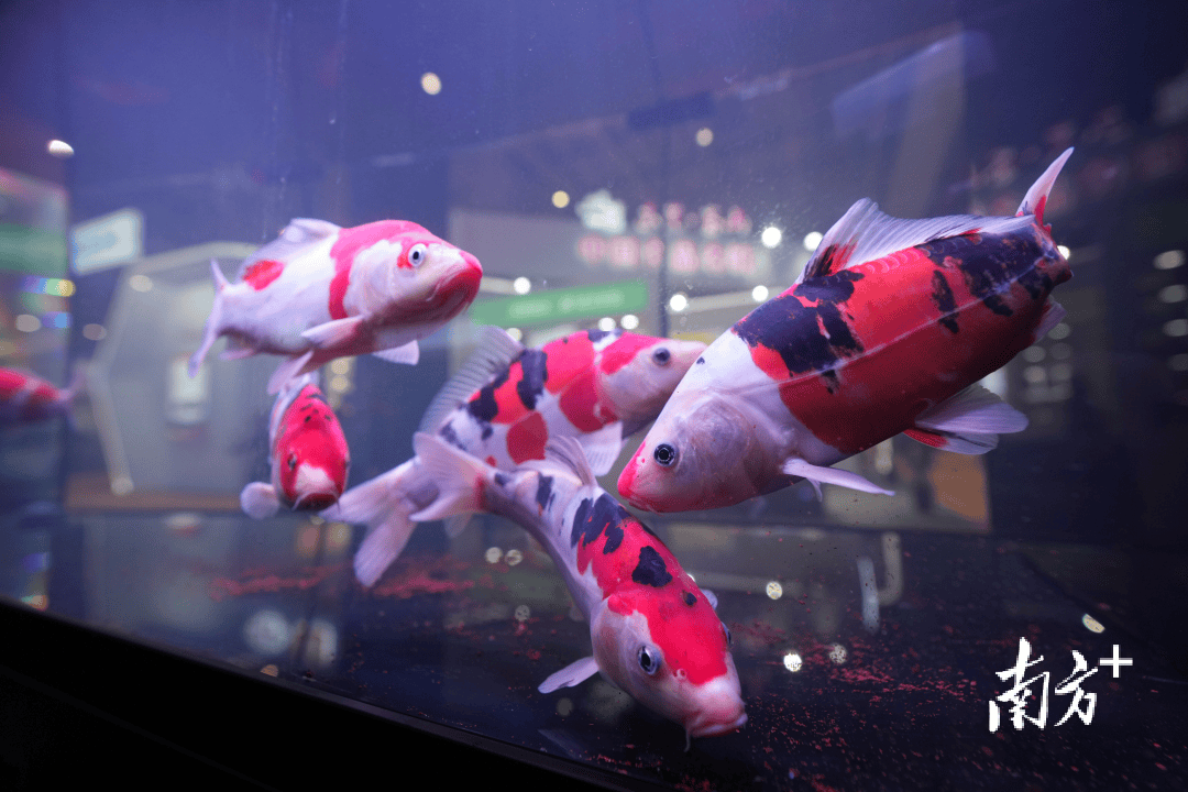 食预讯6666条锦鲤免费送东莞这场美味盛会给你送好运