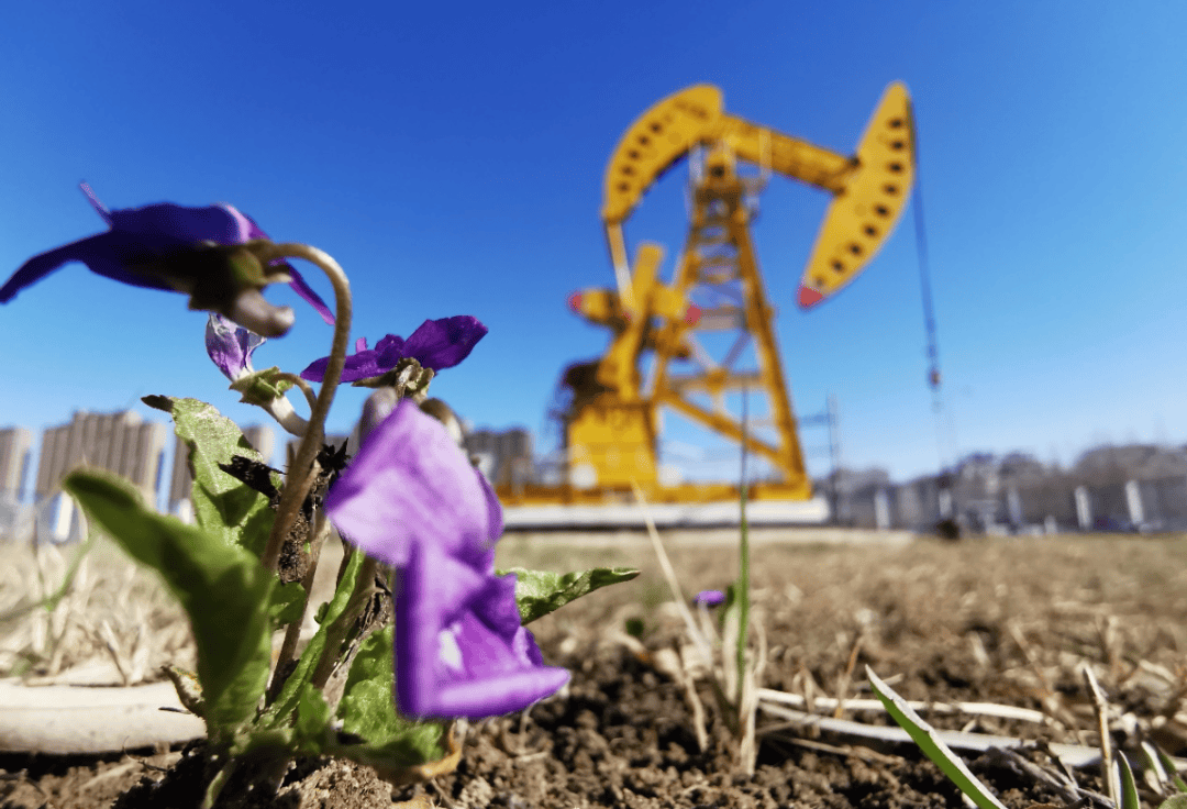 野 百 合大庆草原上最美的花是野百合.
