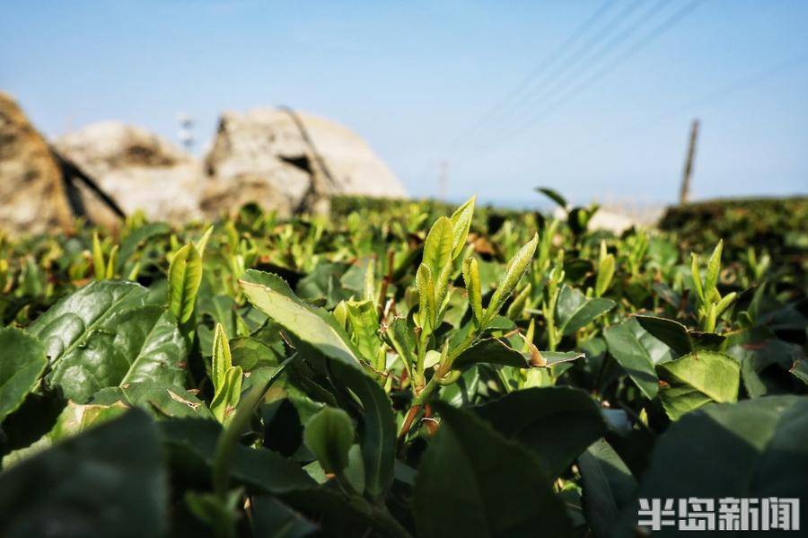 春日崂山第一口鲜!小片崂山大田茶抢先出芽_茶园_刘正千_长岭