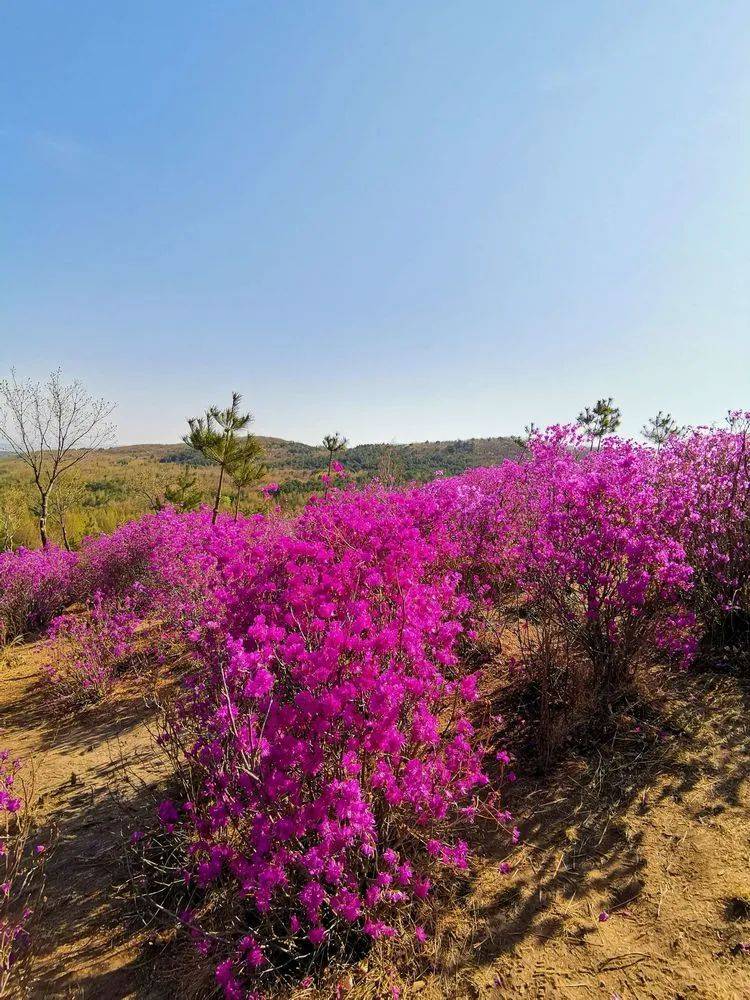 导航:南沟村spring金达莱民俗村山环水绕,风景优美,以金达莱花为依托