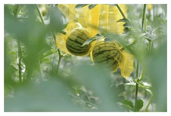 大碗鄄城·馒头曹县·烤全羊曹县·蒸碗曹县·小鱼汤曹县·烧牛肉曹县