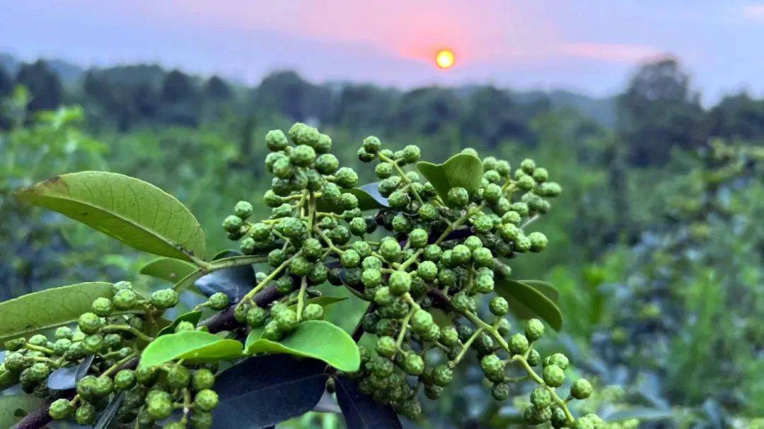 瞧!蓬溪这个村把青花椒变成了"金种子"