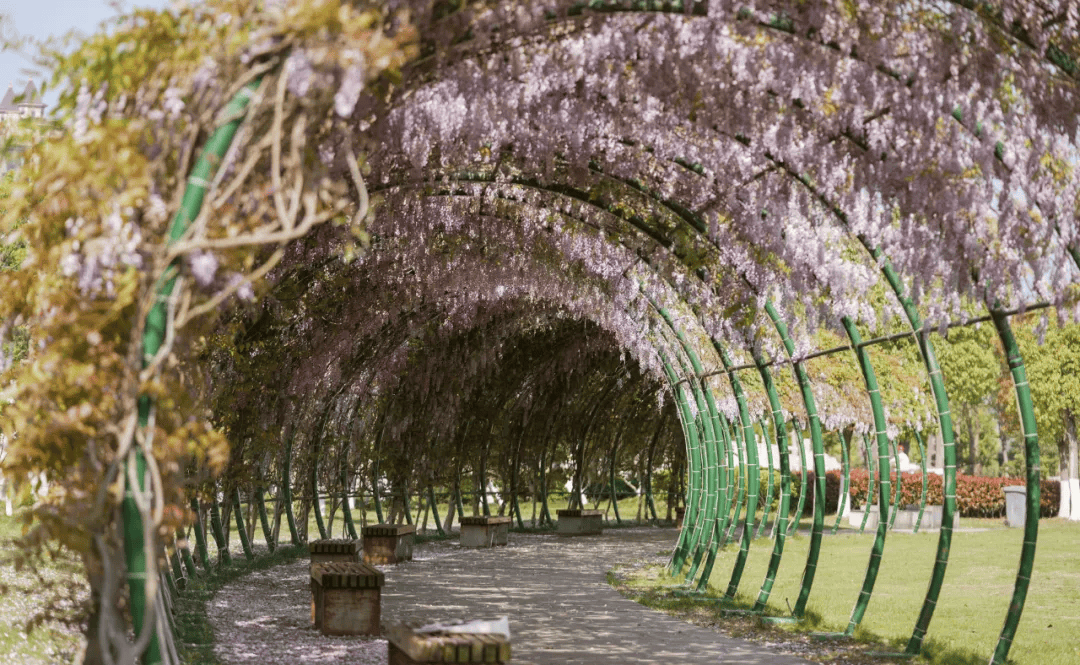 九龙湖公园里的这条紫藤隧道等你打卡