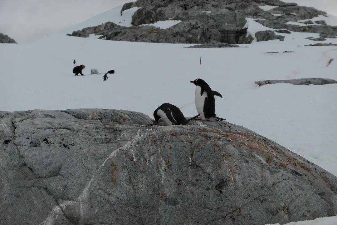 刘鸿伟_吴旭东_采样