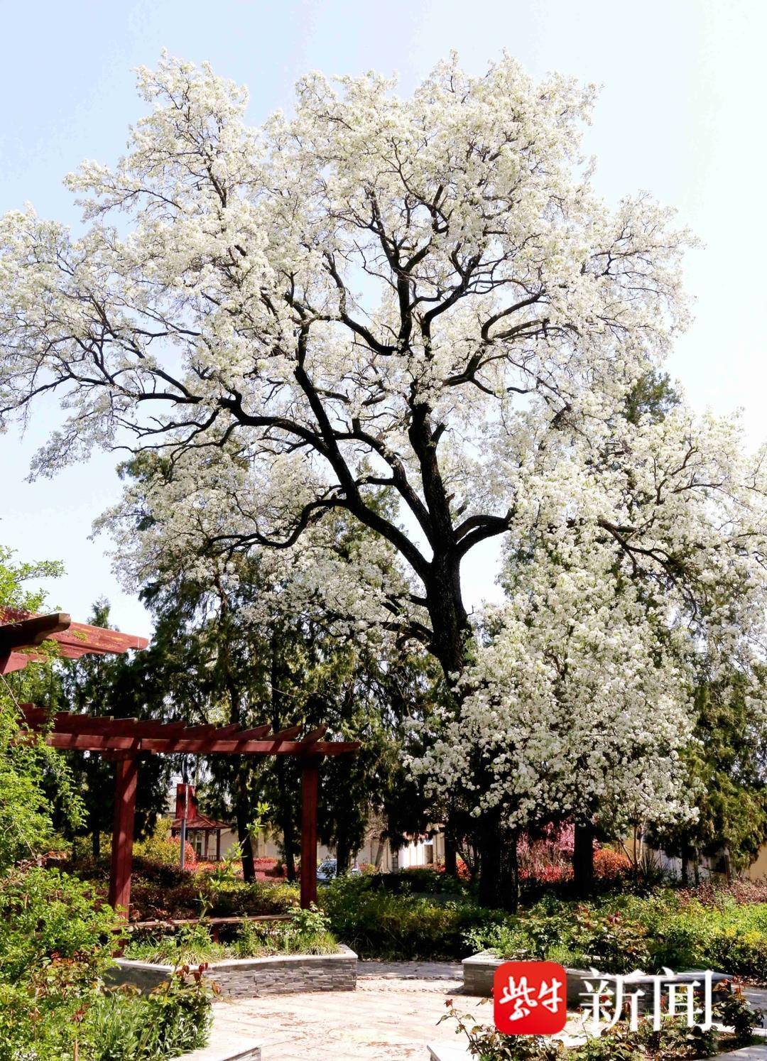 灌云发现百岁野生杜梨杜梨就是棠梨树小时吃过它的果酸