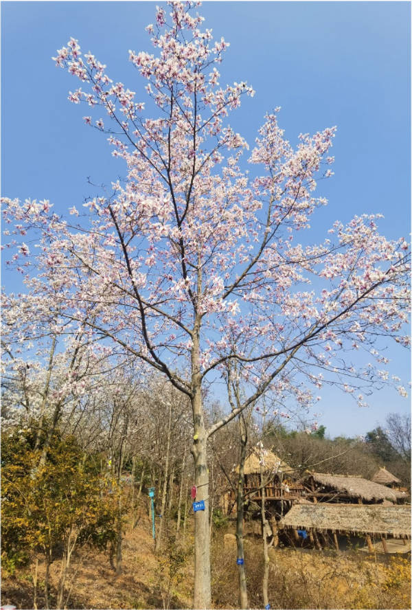 上海植物园携手上海中学 五株"极度濒危"宝华玉兰搬入校园新家