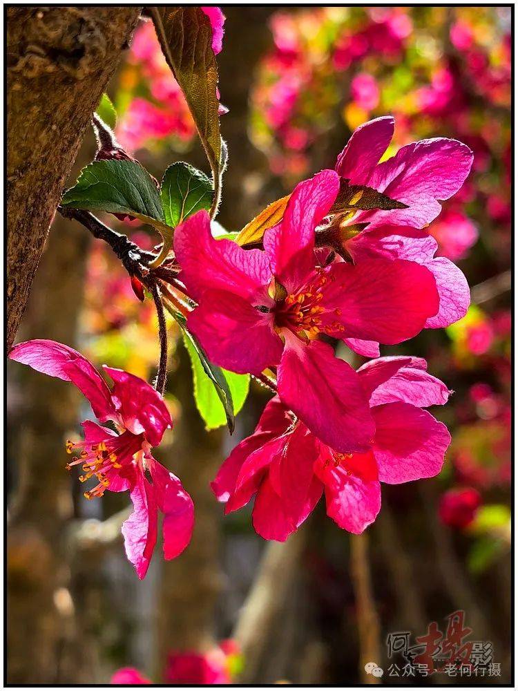 图集花如其名的火焰海棠