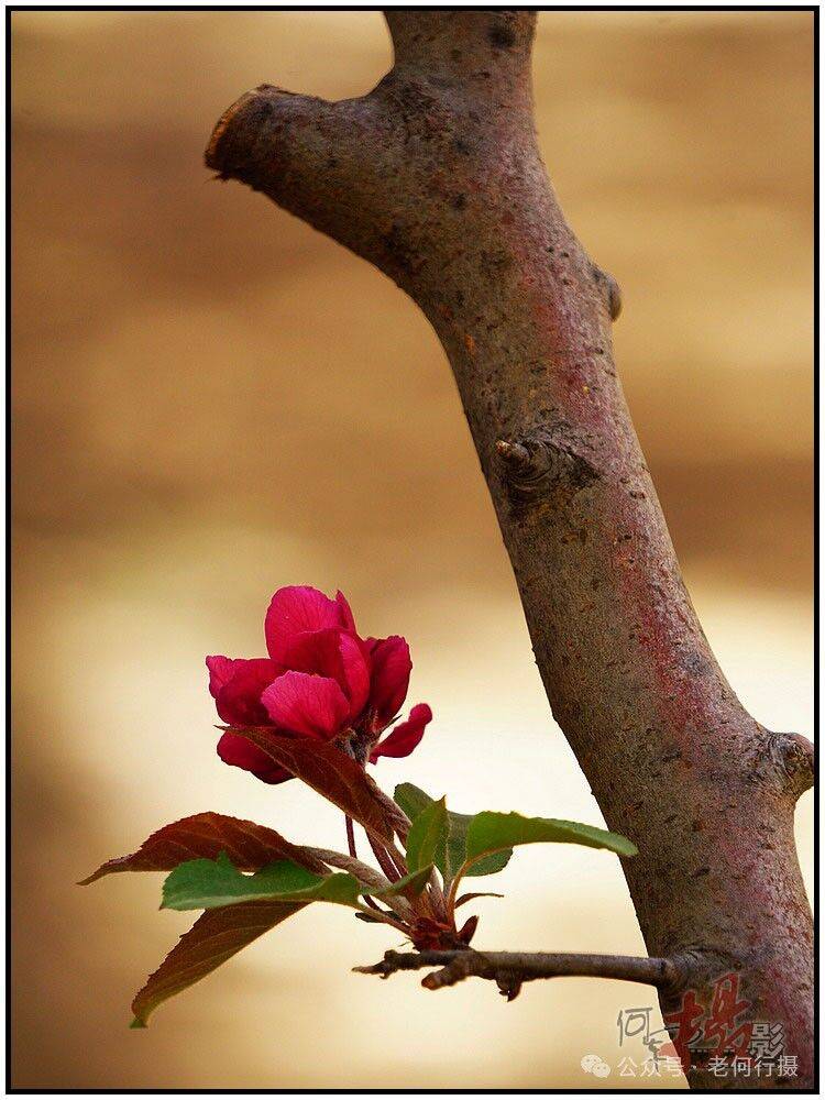 图集花如其名的火焰海棠