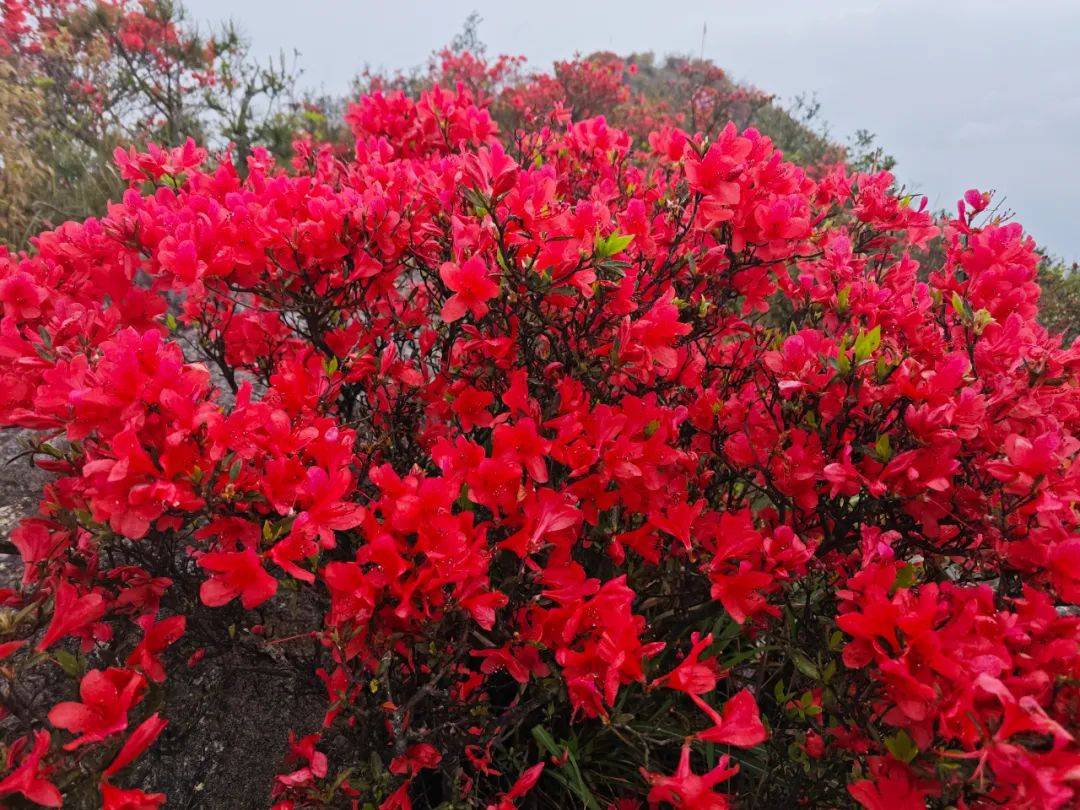 遇见闽侯红透了漫山遍野杜鹃花已悄然绽放位于闽侯县大湖乡猫山的人间