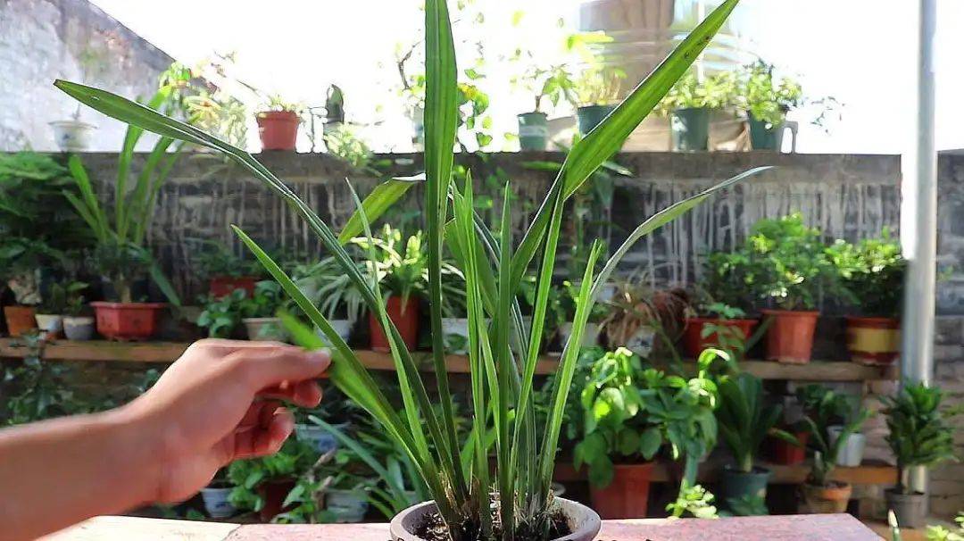 即考虑生长又考虑开花兰花上盆应以多少株为一丛效果最佳