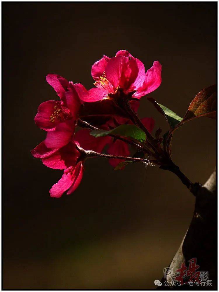 图集花如其名的火焰海棠