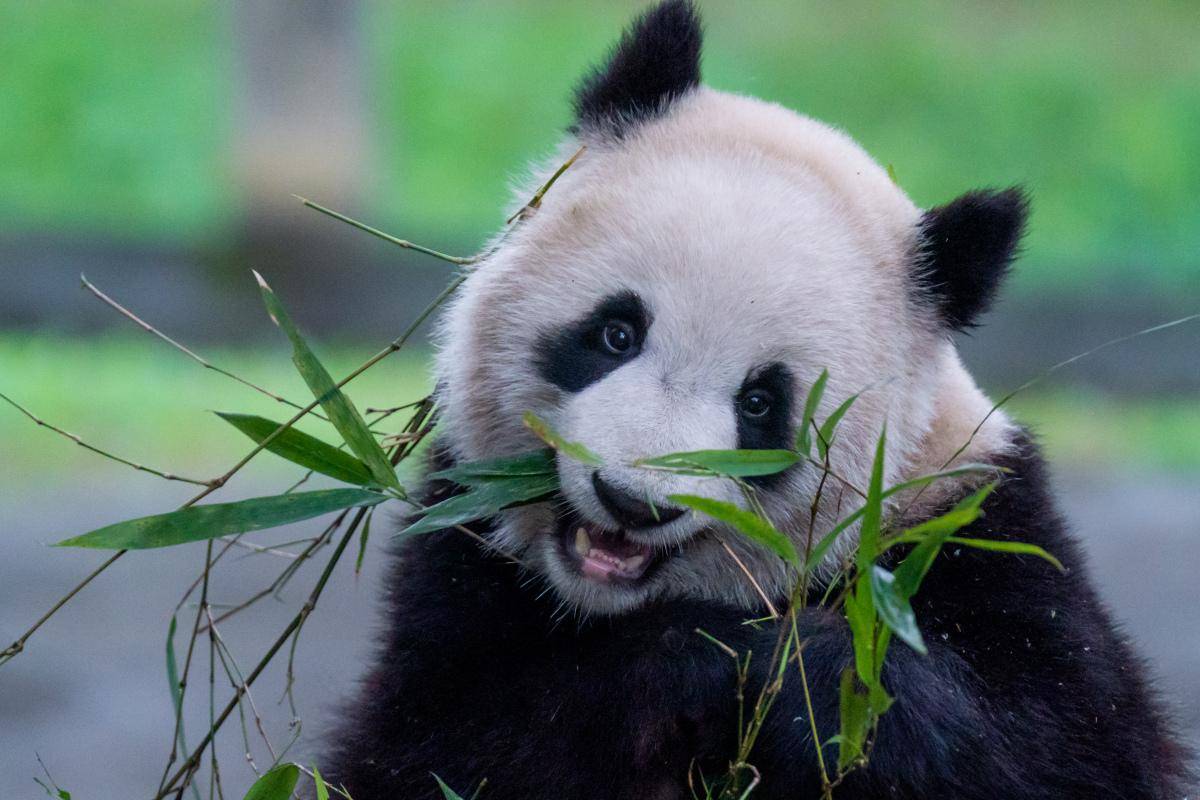 摩友惊现幼年大熊猫尸体宝兴县紧急展开核查