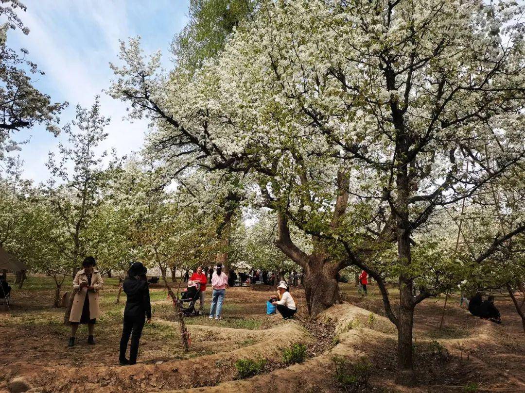 靖远县第九届大庙梨花赏花会开幕