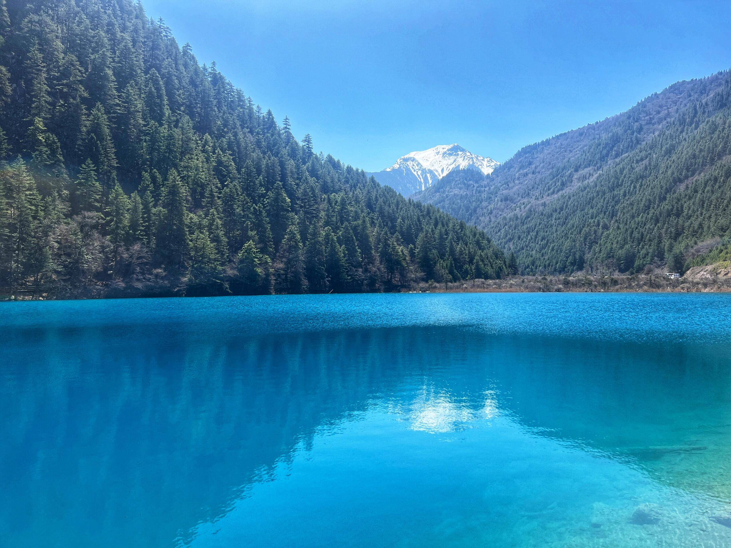 四川卧龙旅游看完少走弯路