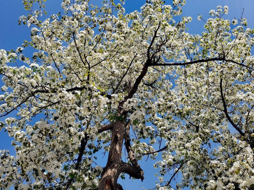 靖远县第九届大庙梨花赏花会开幕