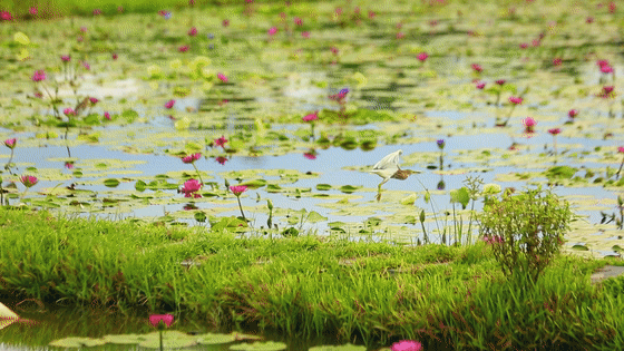 文化盛宴景区酒店优惠美食福利海口美兰消博主题文旅活动及优惠一览