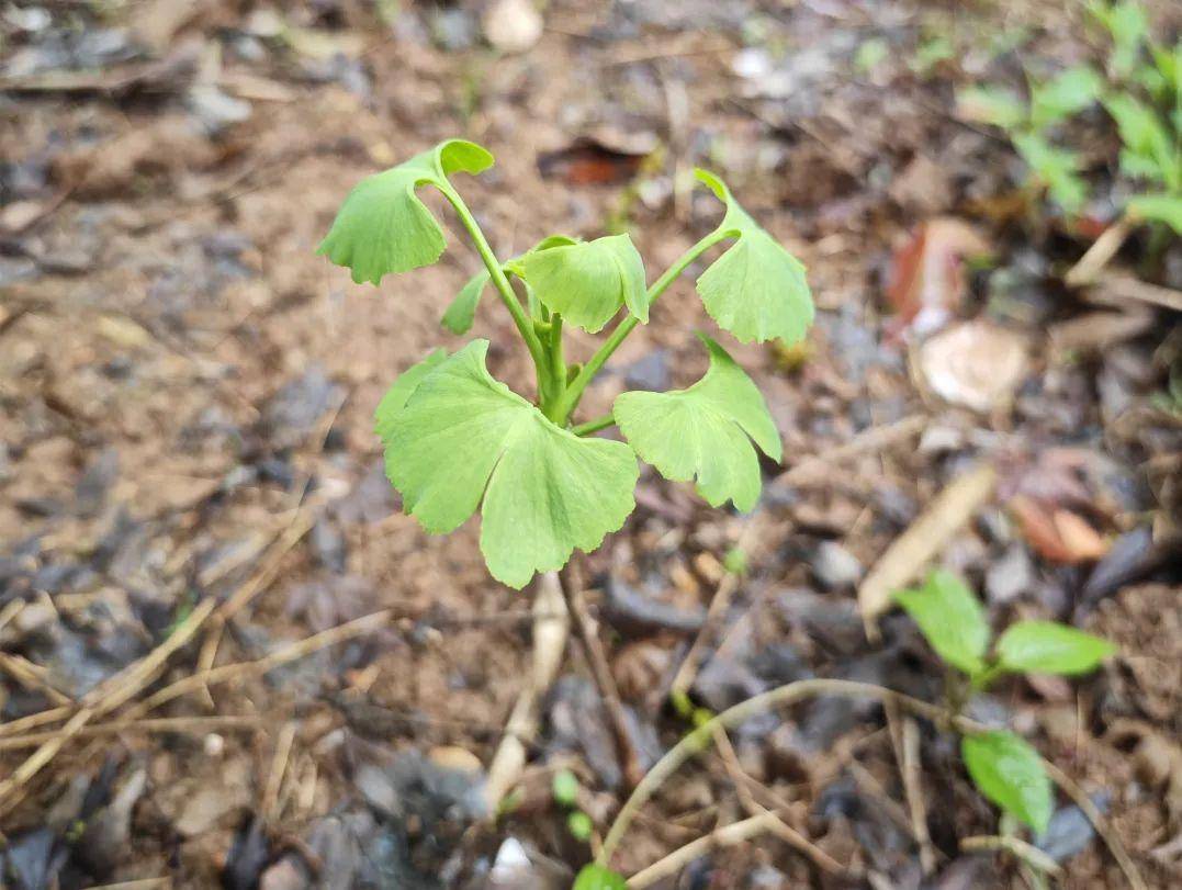 银杏树_孔新芳_常州市
