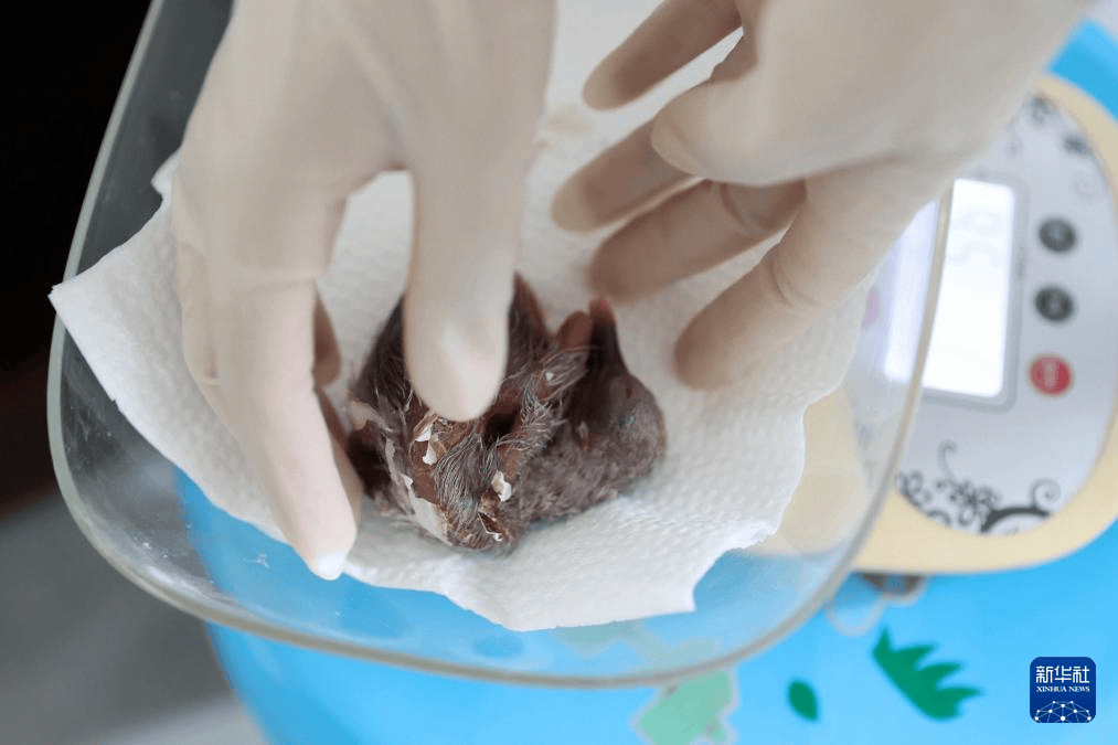 在浙江省湖州市德清县下渚湖朱鹮繁育研究基地,工作人员称重朱鹮幼鸟