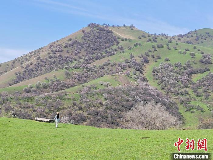 新疆新源县那拉提杏花谷迎来最美季