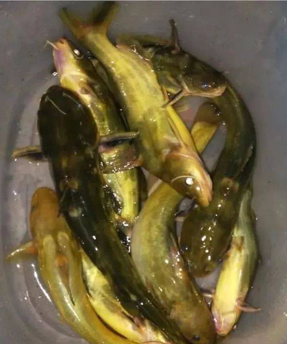 钓鱼可不一样,如不注意这些细节,建议你别去夜钓了_钓友_鱼竿_大鱼