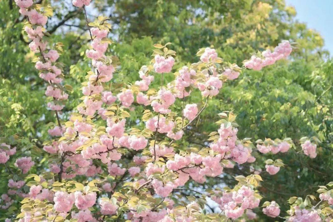 送你18幅花花壁纸