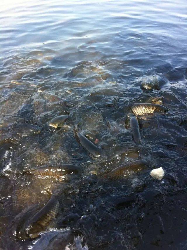 分解,也会使氨积累,因此提高底层水的溶氧量是防止氨积累和改良水质的