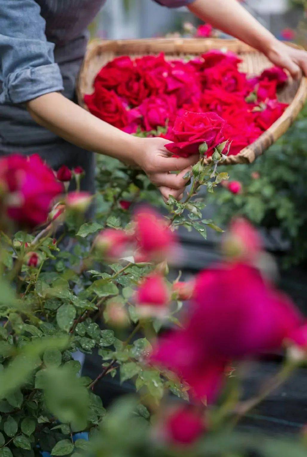 广深小汽车上牌指标限制再放宽丨深中通道开始桥梁丨