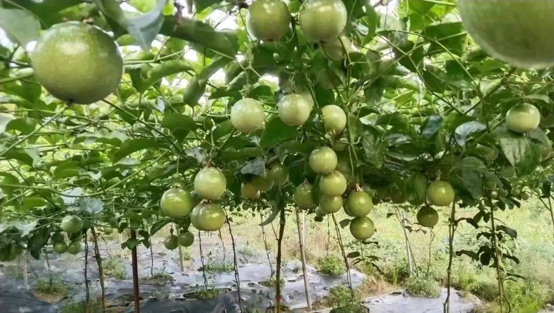 才聚武平·青创未来 | 新农人戴燕辉:用黄金百香果圆家乡致富梦_种植