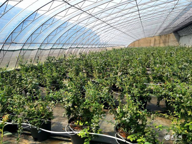 是全国县域内最大的蓝莓规模化种植基地和产业化基地,被誉为中国北方