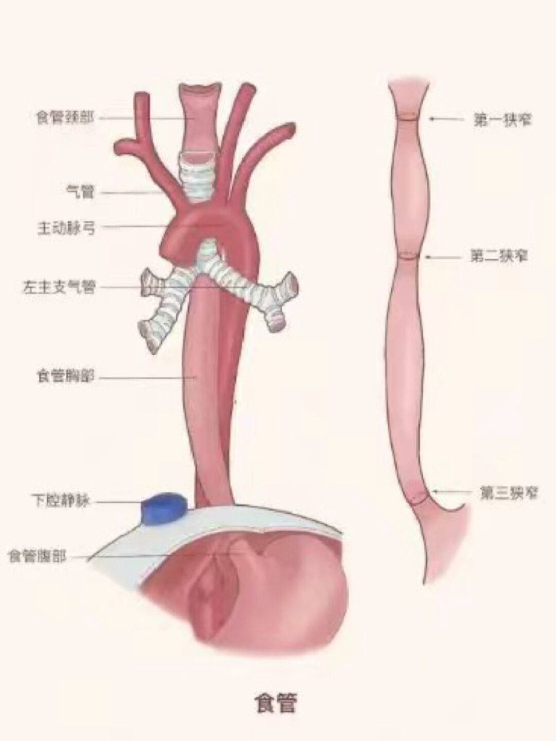 食道位置图片图片