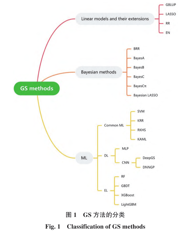 特约综述徐辰武作物全基因组选择育种技术研究进展