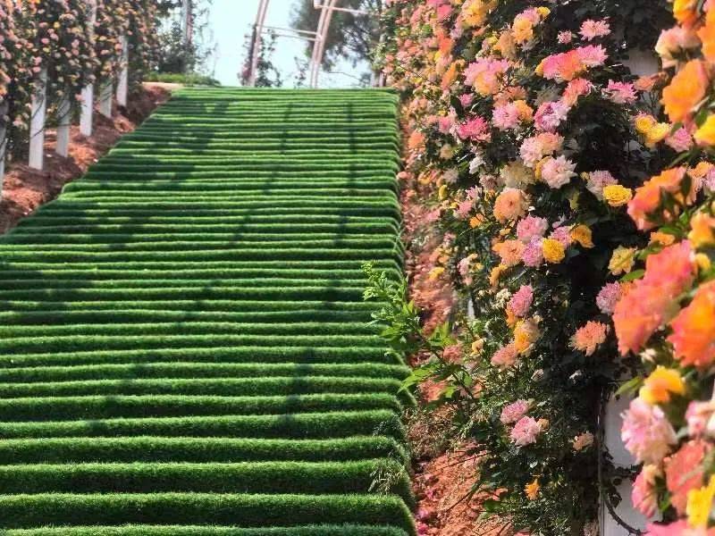 宜良樱花谷月季庄园来啦百种月季开趴花墙花拱门花隧道等你来嗨