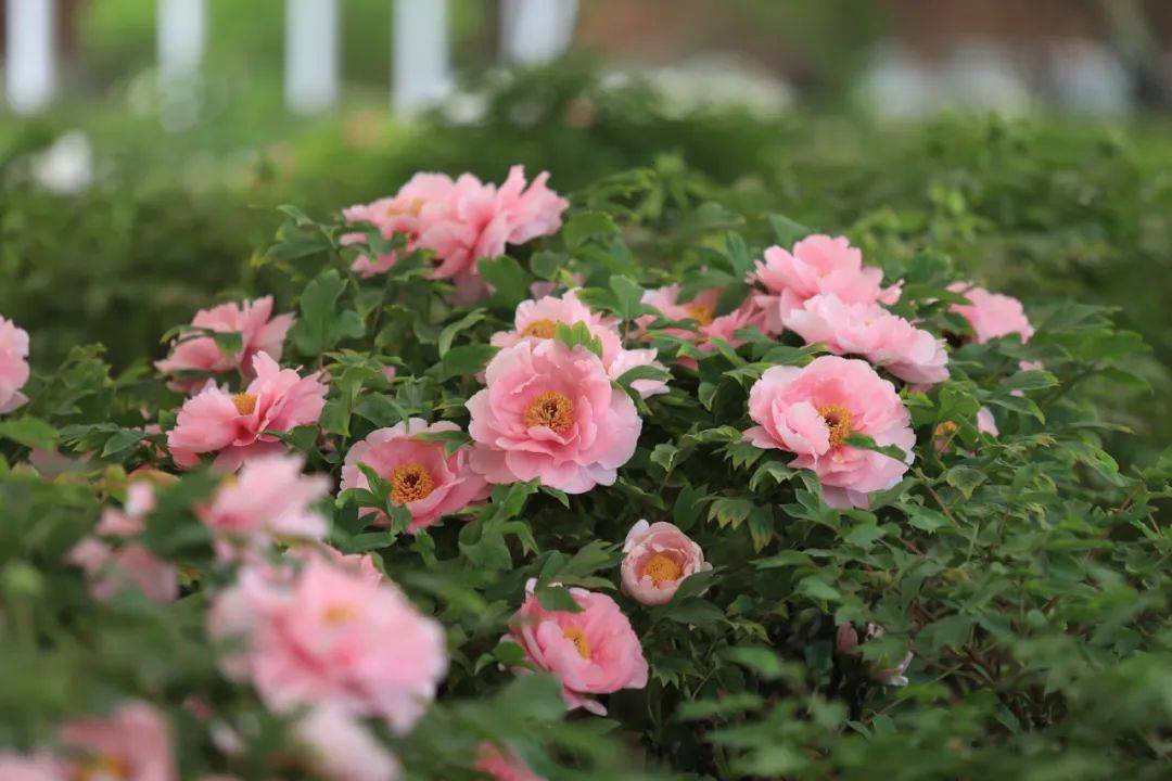 这是菏泽给的答案!_牡丹花_景区_品种