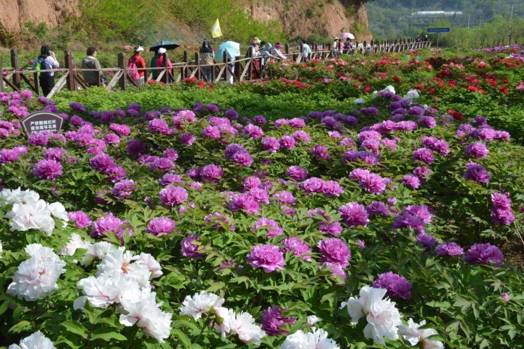簸箕掌牡丹园等你来赏花!